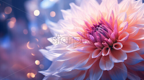 Dahlia flower beautiful unique colors, bokeh backgrounds - Starpik