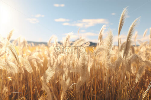 A grain field with ears in the foreground - Starpik Stock