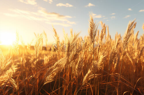 A grain field with ears in the foreground - Starpik Stock