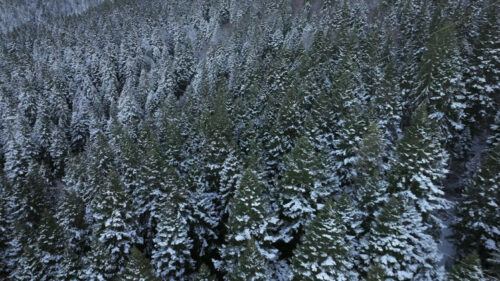 Aerial drone view of mountains fir trees in snow - Starpik Stock