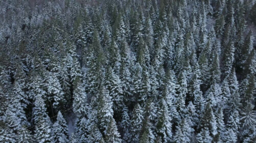 Aerial drone view of mountains fir trees in snow - Starpik Stock