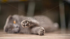 Black british fold cat stretching out, slow motion bokeh - Starpik Stock