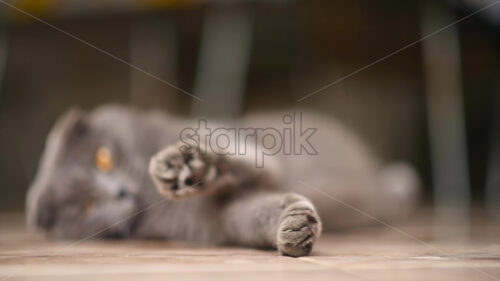 Black british fold cat stretching out, slow motion bokeh - Starpik Stock