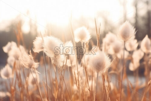 Dried flowers in a field - Starpik Stock