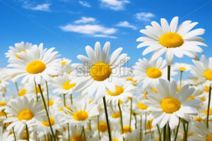 Generative AI a row of daisies and some daisies flowers close up - Starpik Stock