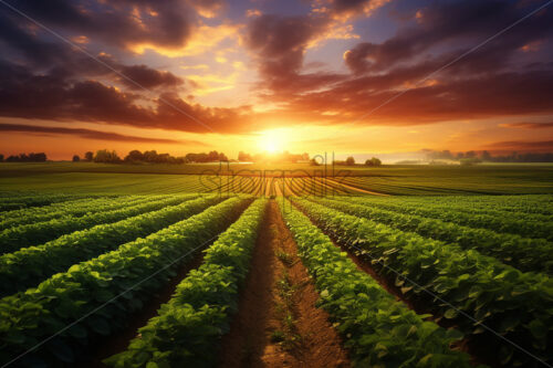 Generative AI an agricultural plantation in a field at sunset - Starpik Stock