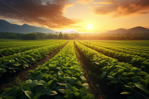 Generative AI an agricultural plantation in a field at sunset - Starpik Stock