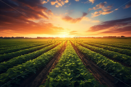 Generative AI an agricultural plantation in a field at sunset - Starpik Stock