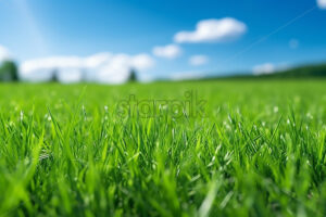 Generative AI blades of grass that can be seen up close in a clearing - Starpik Stock