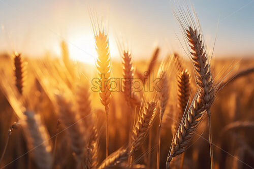 Generative AI ears of wheat on a nearby field - Starpik Stock