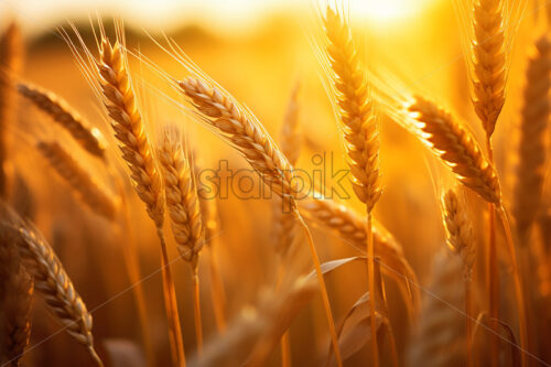 Generative AI ears of wheat on a nearby field - Starpik Stock