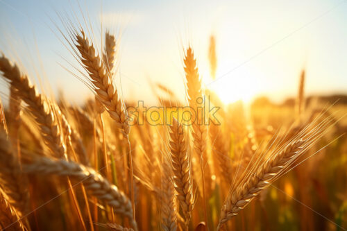 Generative AI ears of wheat on a nearby field - Starpik Stock