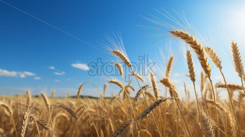 Generative AI on a large field there is a field of wheat - Starpik Stock