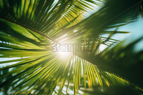 The sun’s rays passing through the leaves of a palm tree - Starpik Stock