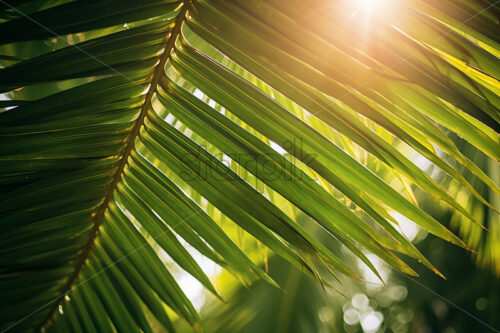 The sun’s rays passing through the leaves of a palm tree - Starpik Stock