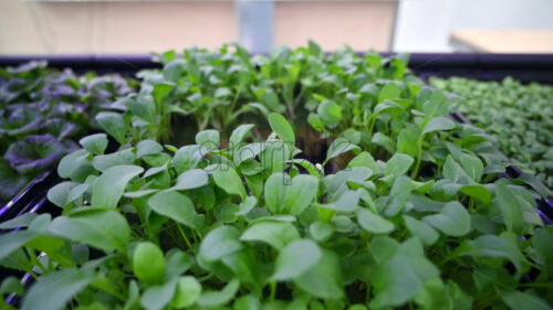 Arugula grown with the Hydroponic method in a greenhouse - Starpik Stock