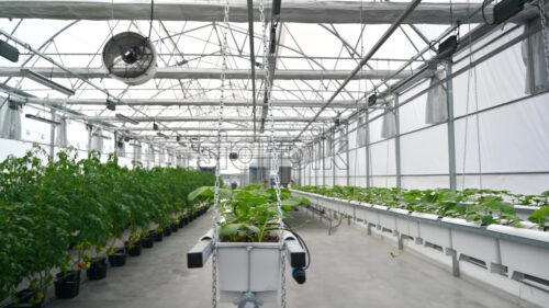 Diverse greenery grown with the Hydroponic method in a greenhouse - Starpik Stock
