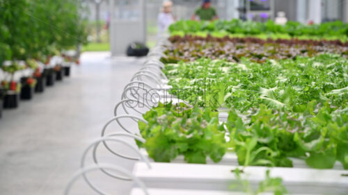 Diverse lettuce grown with the Hydroponic method in a greenhouse - Starpik Stock