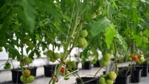 Rows of tomatoes growing in a greenhouse - Starpik Stock