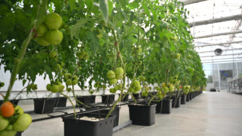 Rows of tomatoes growing in a greenhouse - Starpik Stock
