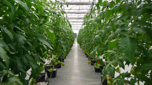 Rows of tomatoes growing in a greenhouse - Starpik Stock