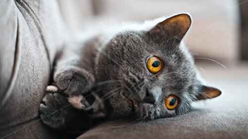 Video British Shorthair cat with orange eyes lying on the couch, with a toy in it’s paws - Starpik Stock