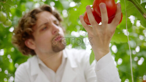 Video Laboratory technician in a white coat analysing tomatoes grown in a greenhouse - Starpik Stock