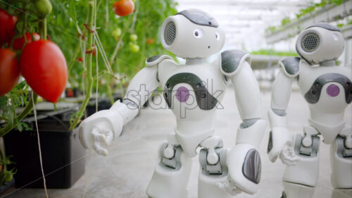Video Laboratory technician in a white coat interacting with two humanoid robots near rows of tomatoes, in a greenhouse farm - Starpik Stock