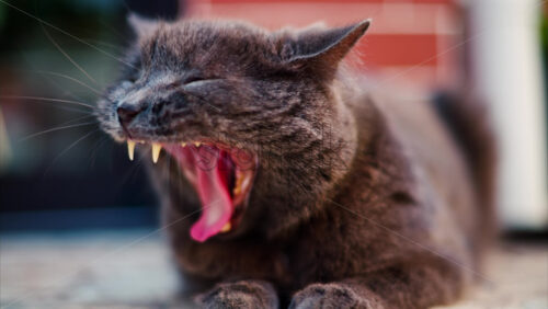 Video Close up of a British Shorthair cat with orange eyes yawning on a blurred background