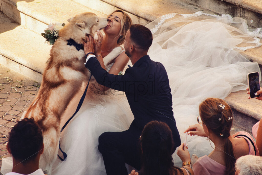 A dog kissing bride at her wedding at the church, white dress, emotional - Starpik