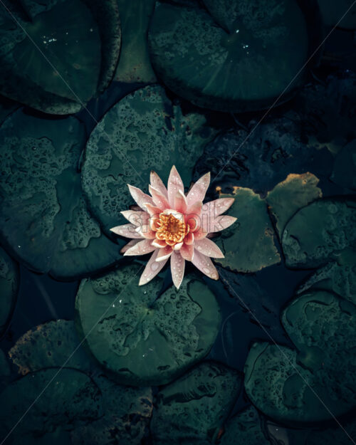Light pink lotus flower on pond surrounded by pads. - Starpik Stock