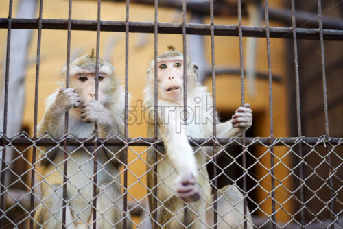 Two little monkeys stretching the hand and looking from the cage to visitors. - Starpik
