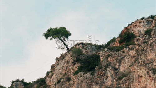 Video A tree on the hills surrounding Beaulieu-sur-Mer, picturesque town on the French Riviera