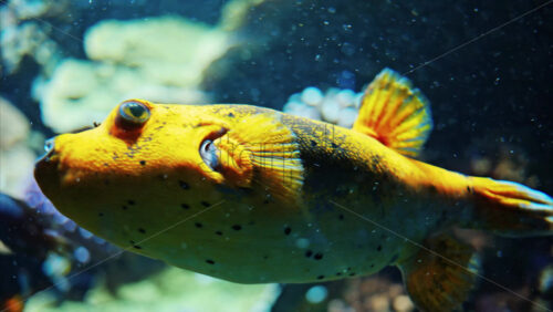 Video Close up of a Blackspotted puffer fish swimming near coral reefs