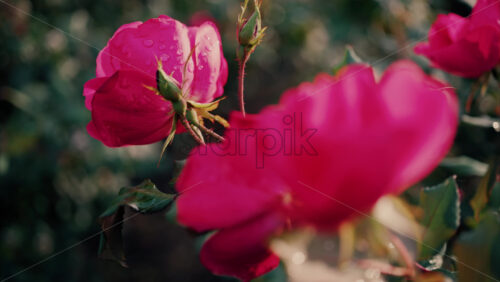Video Close up of pink roses with water drops in a garden