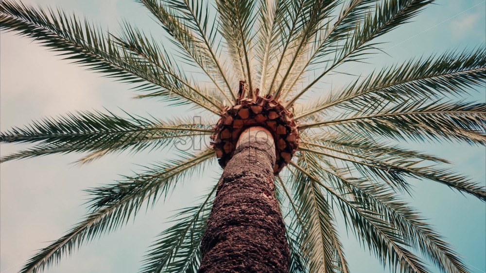 Video Low angle view of a palm tree on a blue sky background - Starpik