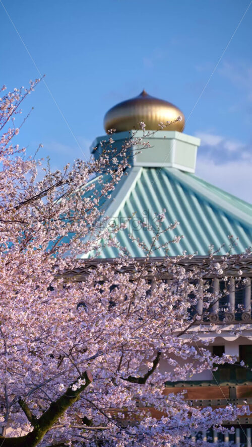 Cherry blossom branches in front of the roof of the Nippon Budokan Arena in Chiyoda, Tokyo, Japan. Vertical. Vertical - Starpik Stock