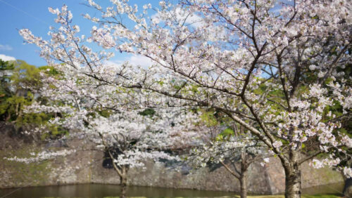 Cherry blossom trees in the Kokyo Gaien National Garden near the guest house in Chiyoda, Tokyo, Japan - Starpik Stock