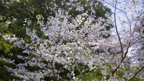 Cherry blossom trees in the Kokyo Gaien National Garden near the guest house in Chiyoda, Tokyo, Japan - Starpik Stock