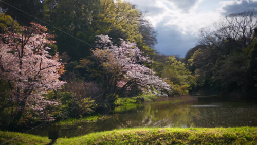 Cherry blossom trees in the Kokyo Gaien National Garden near the guest house in Chiyoda, Tokyo, Japan - Starpik Stock