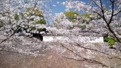Cherry blossom trees in the Kokyo Gaien National Garden near the guest house in Chiyoda, Tokyo, Japan - Starpik Stock