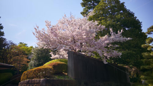 Cherry blossom trees in the Kokyo Gaien National Garden near the guest house in Chiyoda, Tokyo, Japan - Starpik Stock