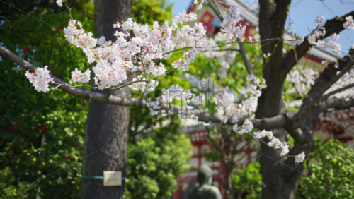 Close up of cherry blossoms with a blurred view of a Buddhist sculpture in the background in Asakusa, Tokyo, Japan - Starpik Stock