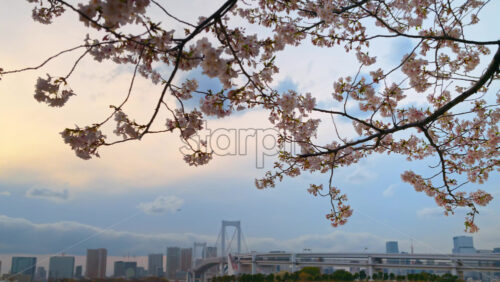Close up of cherry blossoms with a distant view of the Rainbow Bridge and the skyline of Tokyo, Japan on a cloudy day - Starpik Stock