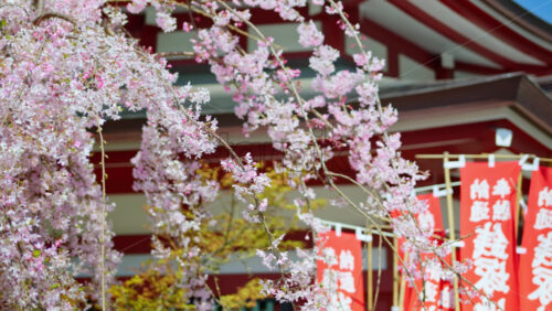 Close up of cherry blossoms with the Senso-ji temple in Asakusa, Tokyo, Japan in the background - Starpik Stock