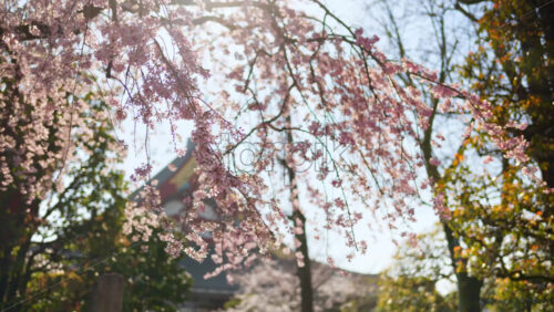 Close up of cherry blossoms with the Senso-ji temple in Asakusa, Tokyo, Japan in the background - Starpik Stock