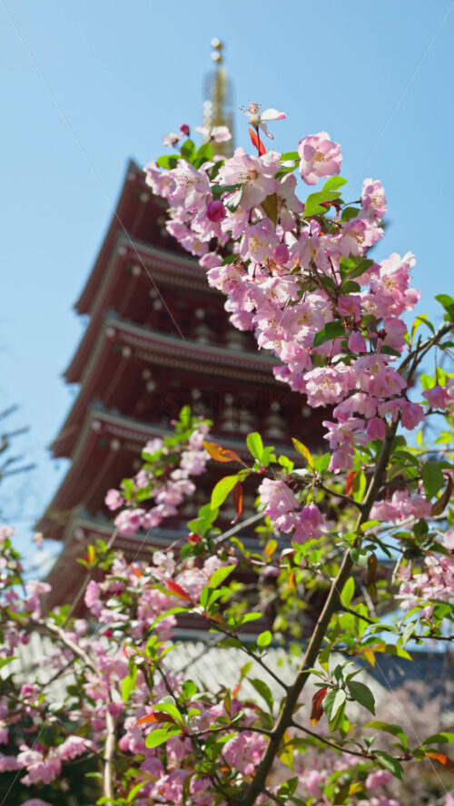 Close up of cherry blossoms with the Senso-ji temple in Asakusa, Tokyo, Japan in the background. Vertical - Starpik Stock