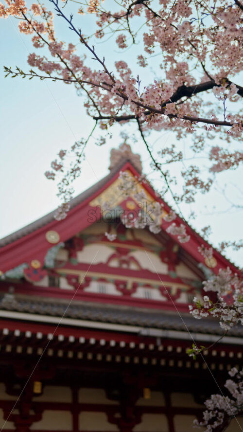 Close up of cherry blossoms with the Senso-ji temple in Asakusa, Tokyo, Japan in the background. Vertical - Starpik Stock