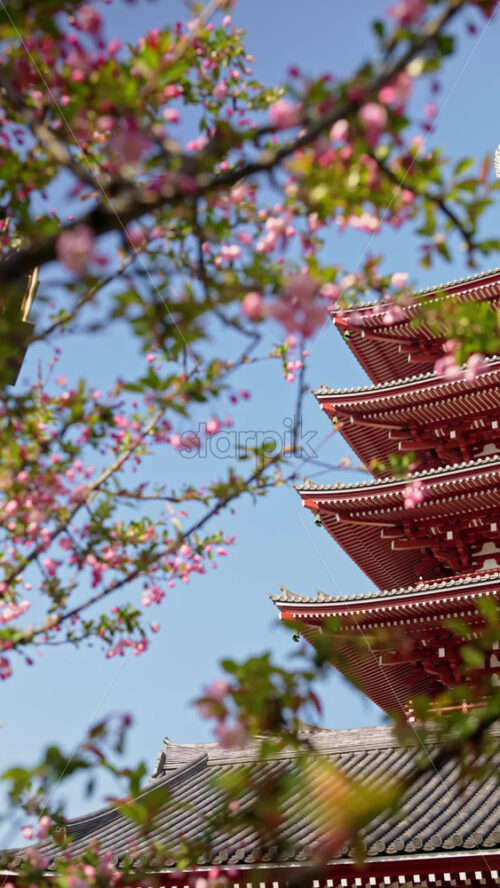 Close up of cherry blossoms with the Senso-ji temple in Asakusa, Tokyo, Japan in the background. Vertical - Starpik Stock