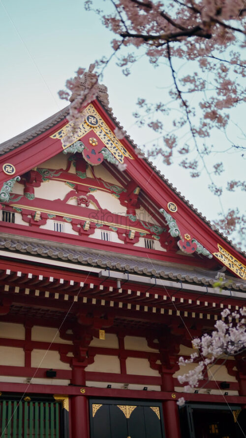 Close up of cherry blossoms with the Senso-ji temple in Asakusa, Tokyo, Japan in the background. Vertical - Starpik Stock